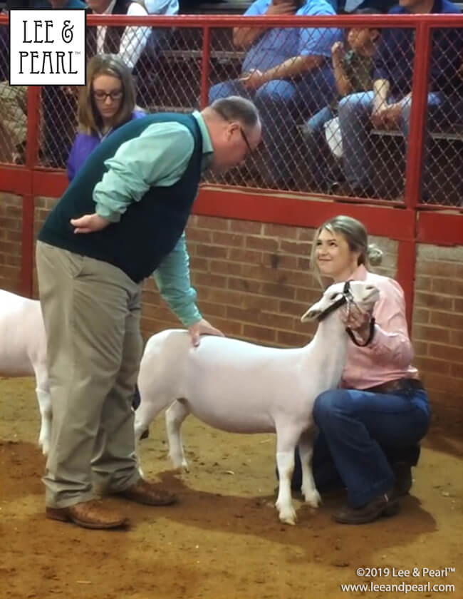 Recently, Lee & Pearl spent a fun day at the Fort Worth Stock Show and Rodeo. We learned that sheep showing is a popular 4-H project, and it was such fun seeing all the young people showing off their beautiful animals.