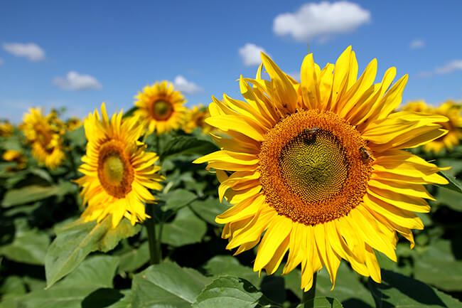 Ukraine Sunflowers photograph by Audrius Sutkus. Made graciously available through Unsplash.com