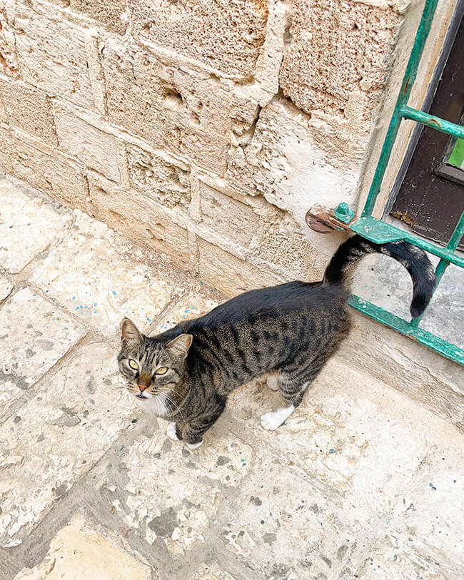 Lee & Pearl Went to ISRAEL — Part One. Join us as we explore Tel Aviv's history, architecture and amazing shopping — including the Old Jaffa flea market, Carmel Market, Levinksy Market, HaTikva Market, the weird and wonderful Dizengoff Center and the Nahalat Binyamin Street textile district, where we purchased fabulous fabric! Stay tuned next week as we venture out of Tel Aviv to Caesarea, Haifa and of course – Jerusalem.